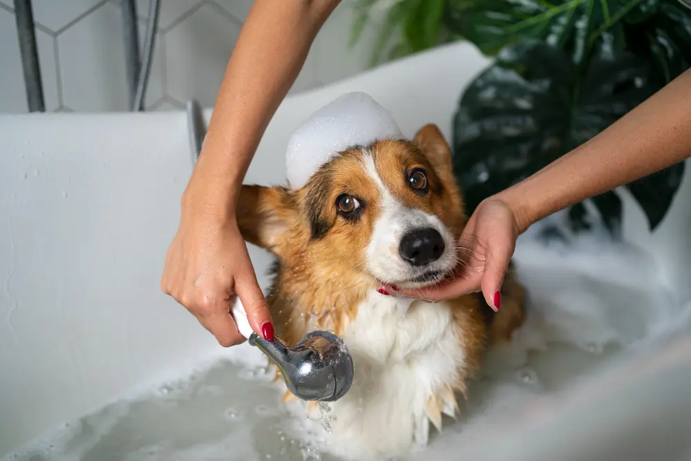 pet hair drying
